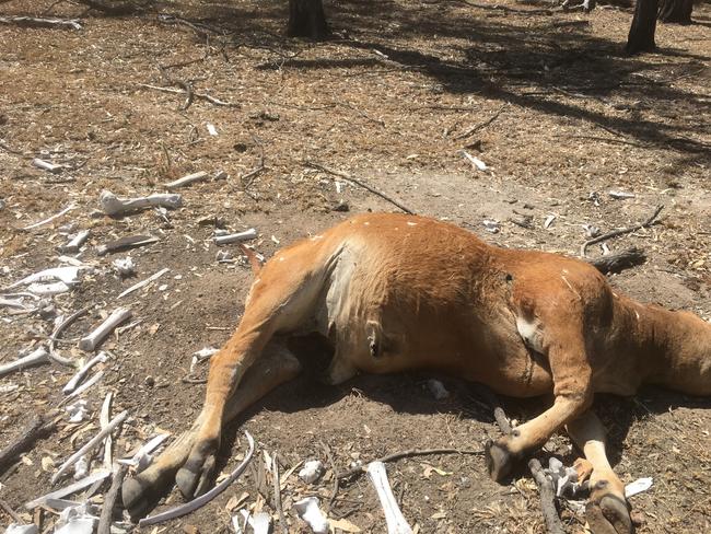 Another cow mutilated on Mick and Judy Cook’s property.