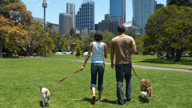 A parasite expert has warned Australian dog owners to be on the lookout for a potentially harmful infection that can impact the health of dogs and humans.